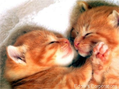 gatos 2