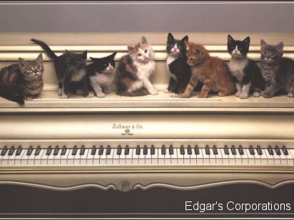 gatos 4