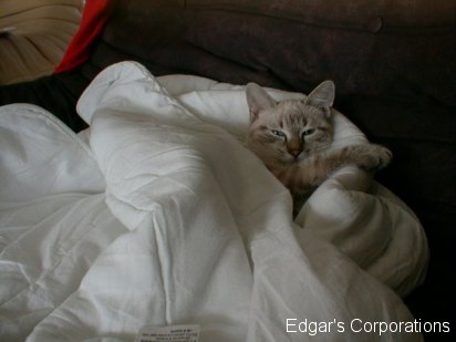 gatos 5
