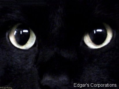 gatos 7