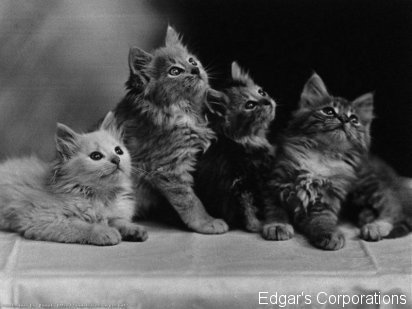 gatos 8